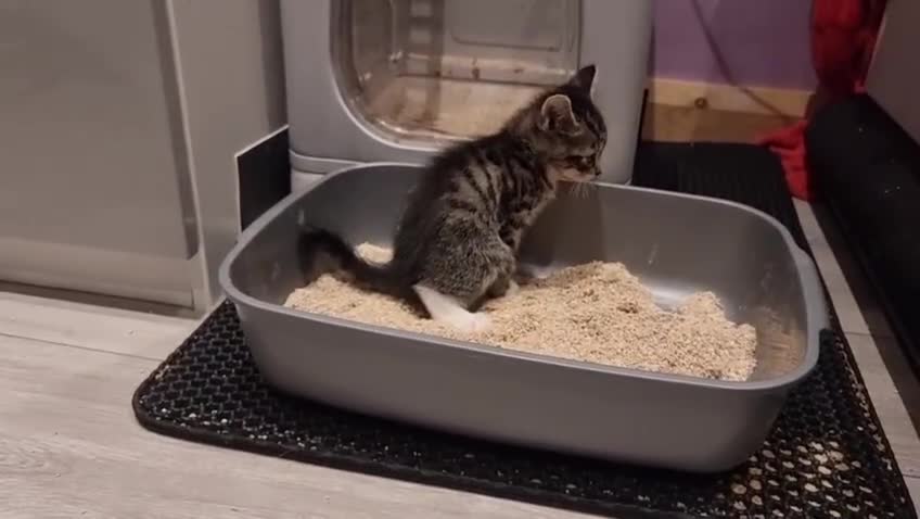 Domestic Shorthair cats for sale: 🐾Playful Kittens -Tabby or black/white🐾 - Video 1