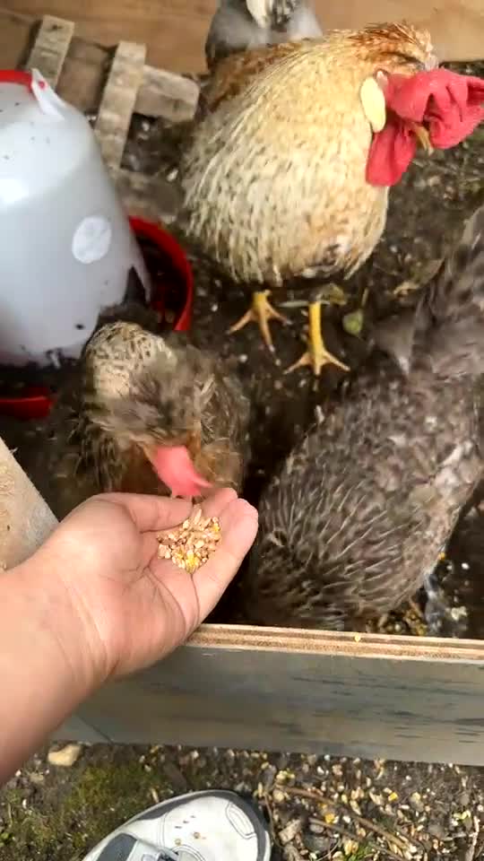 Chickens poultry for sale: Range of chickens - Video 1