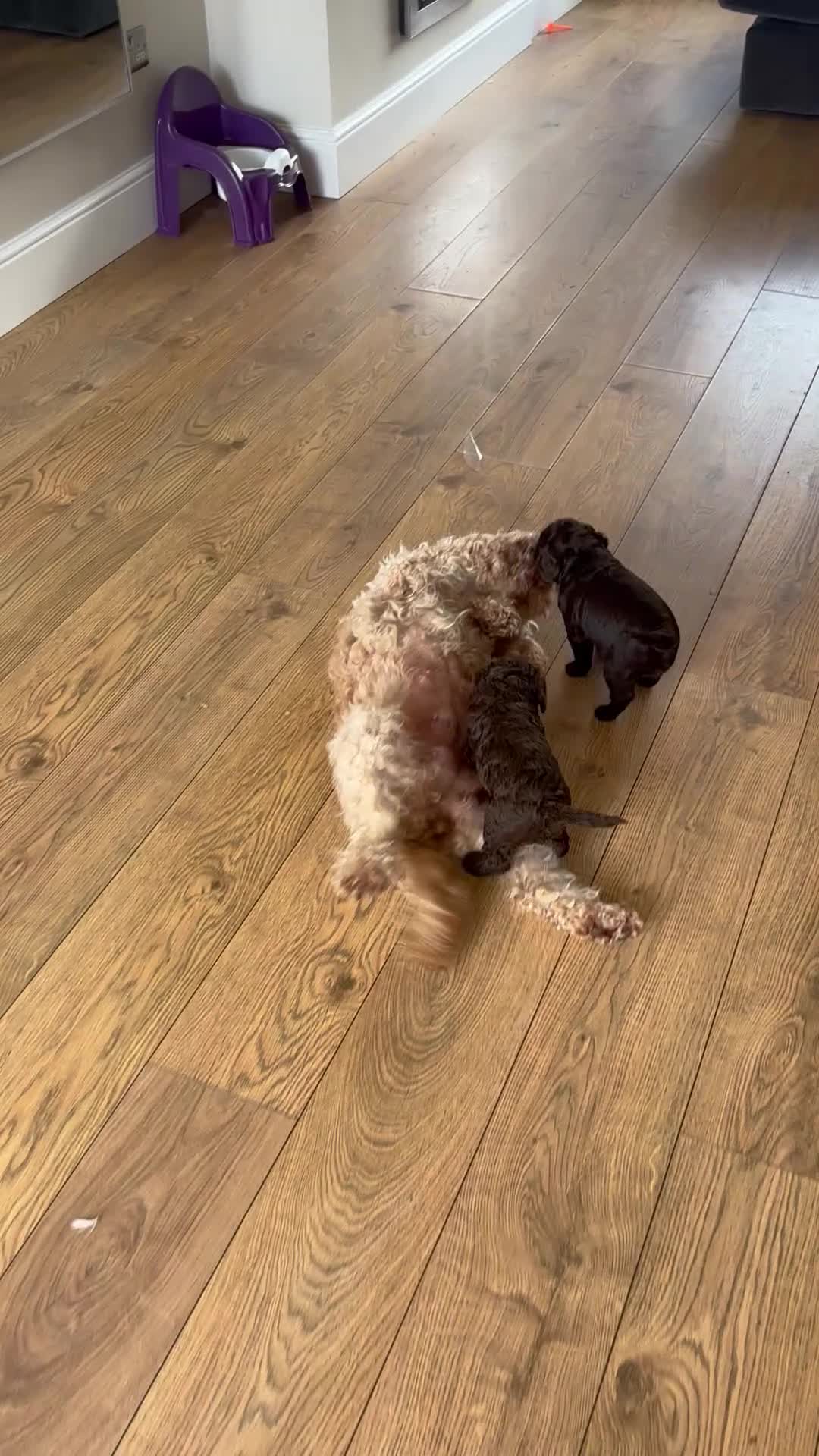 Cockapoo dogs for sale: 1x Chocolate  Female cockapoo  in Bolton - Video 1