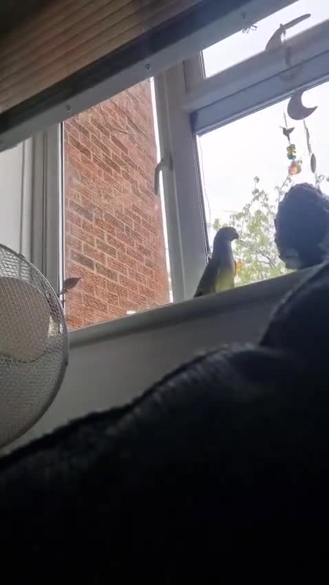 Ringnecks birds for sale: Male Indian ringneck  - Video 2