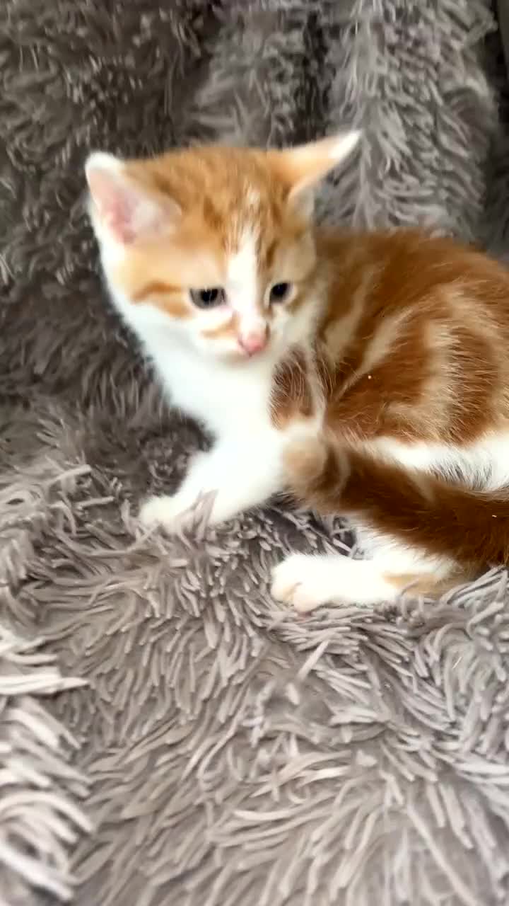 Mixed Breed cats for sale: 4 beautiful kittens  - Video 3