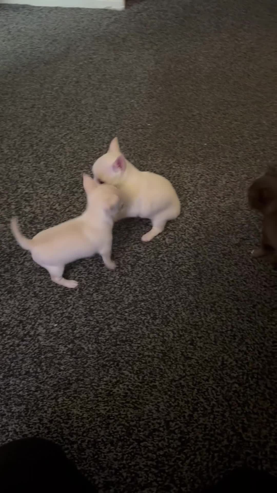 Chihuahua dogs for sale: 2 beautiful white chihuahua girls  - Video 1