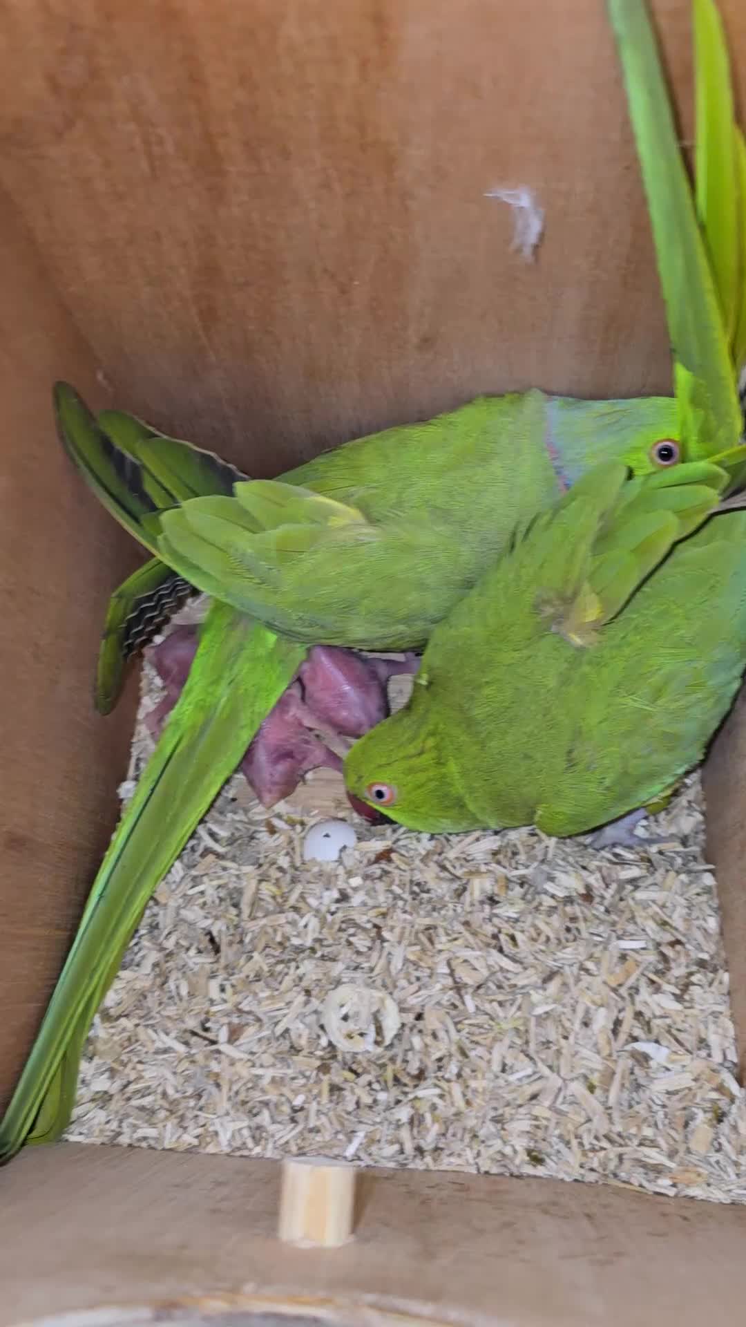 Ringnecks birds for sale: Baby Ringnecks  - Video 1