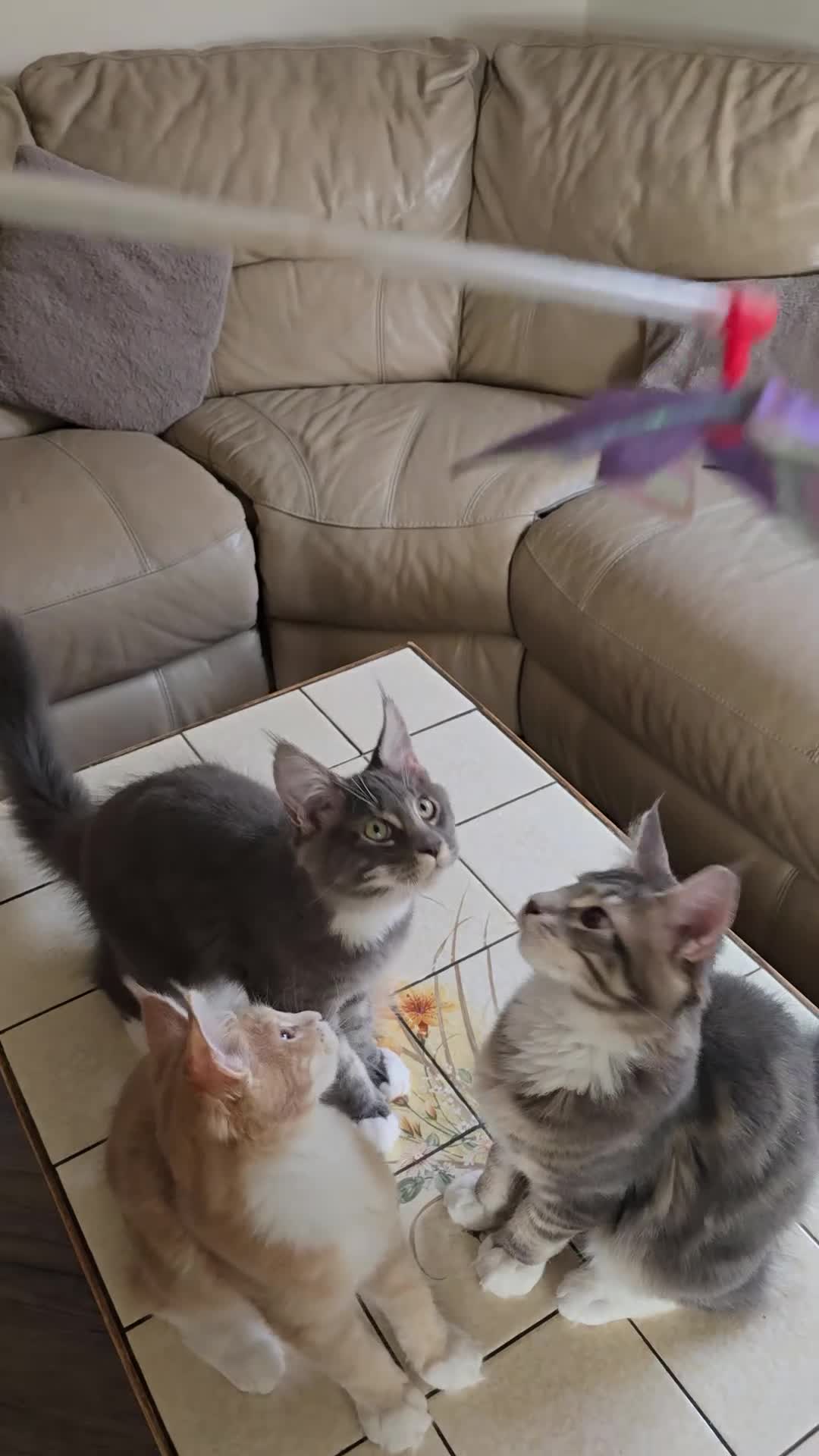 Maine Coon cats for sale: Large Pedigree TICA Maine Coon kittens- Last 2  - Video 2