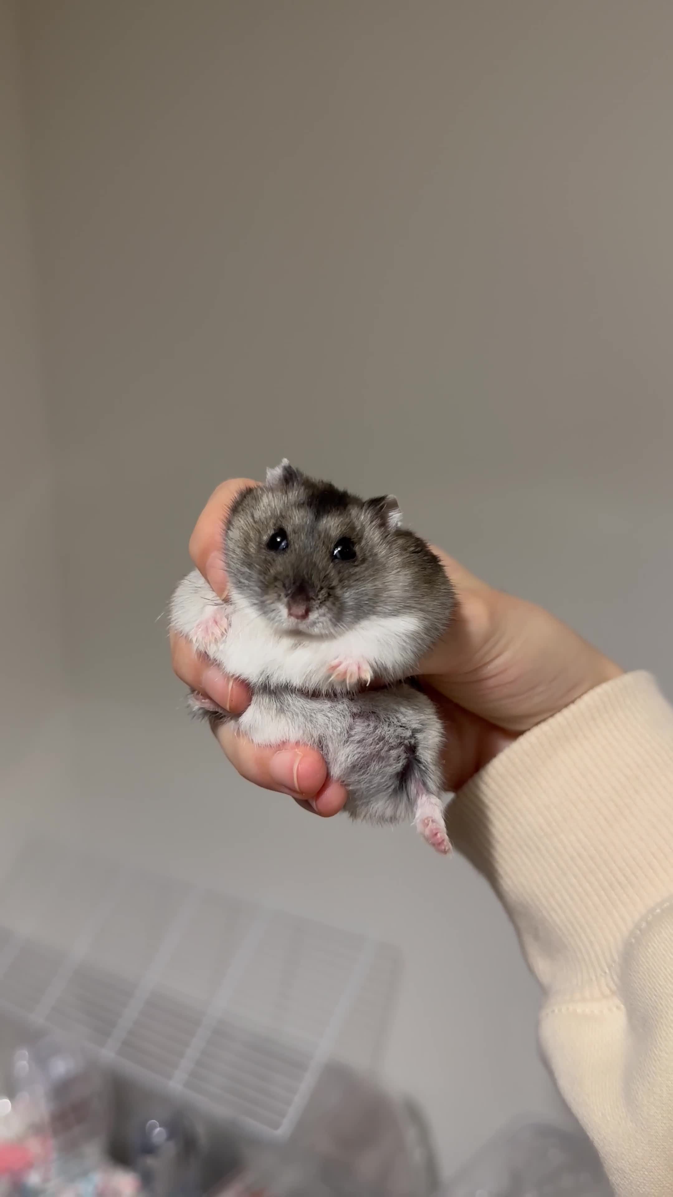 Hamster rodents for sale: Dwarf screaming hamster with cage - Video 1