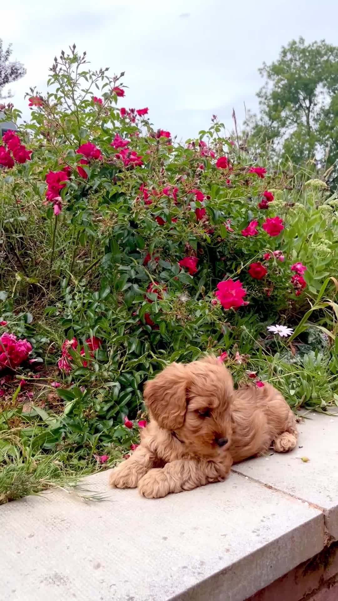 Cockapoo dogs for sale: Toy Cockapoo Puppies (Health Tested) F1 - Video 1