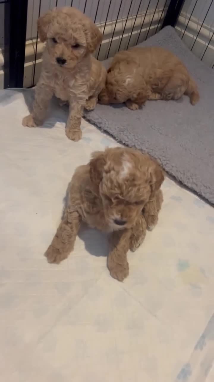 Maltipoo dogs for sale: Beautiful Maltipoo Puppies for Sale – 3 Boys - Video 2
