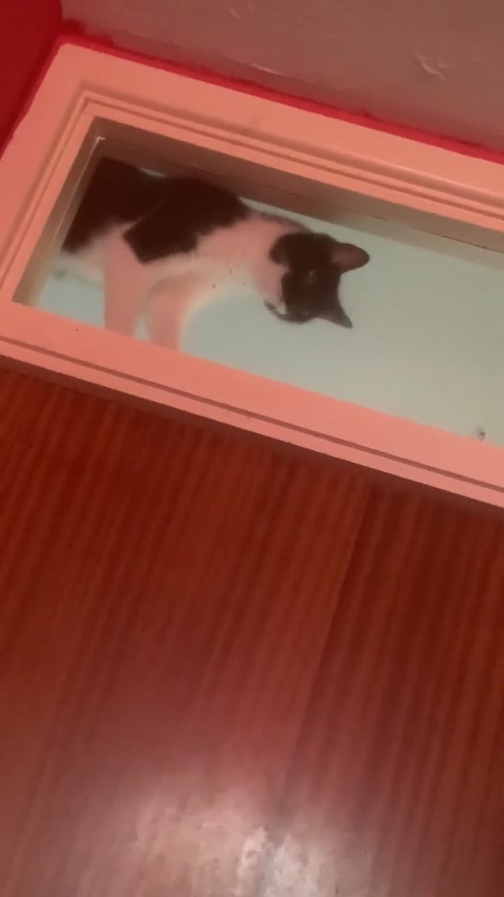 Mixed Breed cats for sale: Luna and Otis  in Flint - Video 2