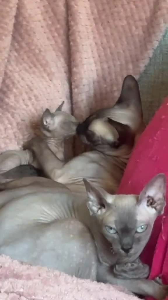 Sphynx cats for sale: Spynx kitten  - Video 1