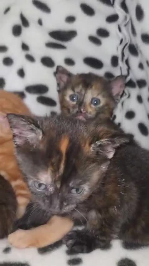 British Shorthair cats for sale: 4 beautiful mixed colour - Video 2