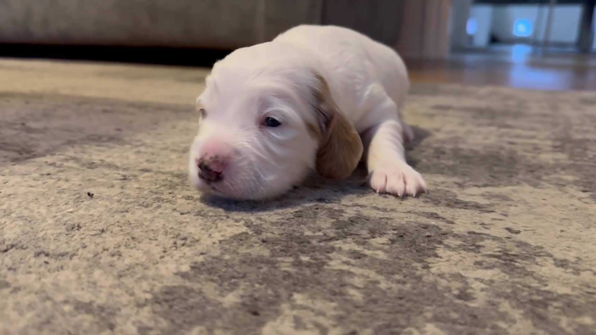 Cockapoo dogs for sale: Gorgeous F2B Cockapoo puppies  - Video 1