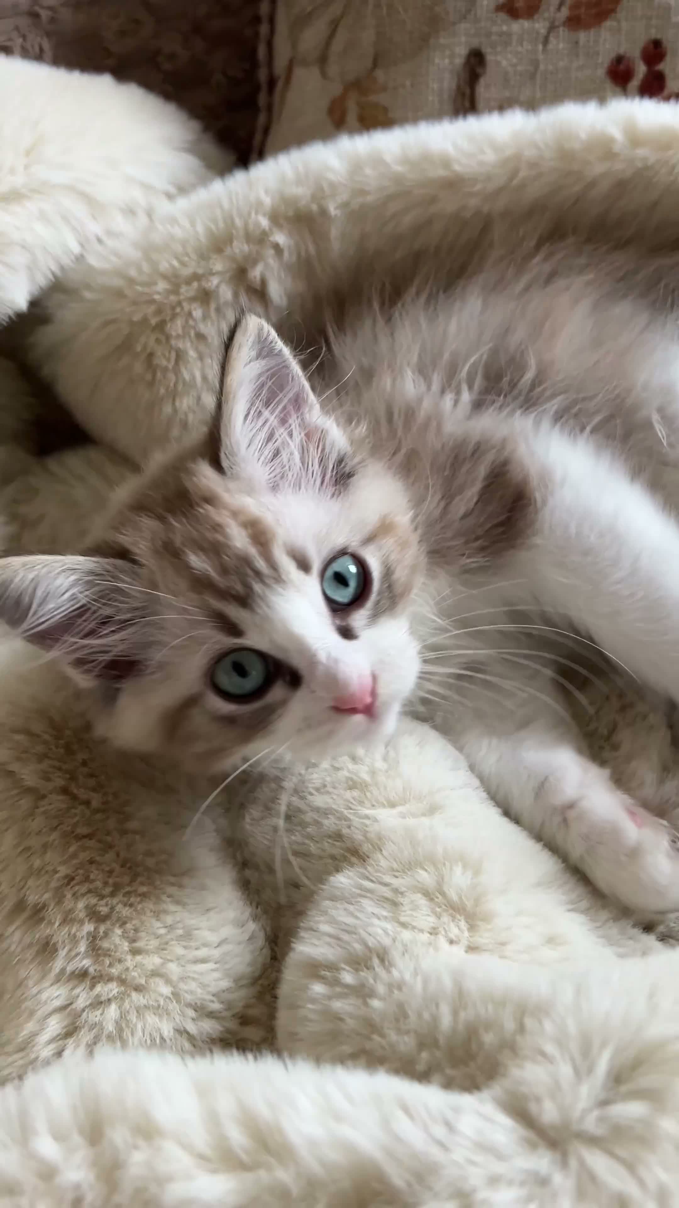 Ragdoll cats for sale: Mink Sepia Ragdolls Cherubim Bicolour Tabby Lynx - Video 1