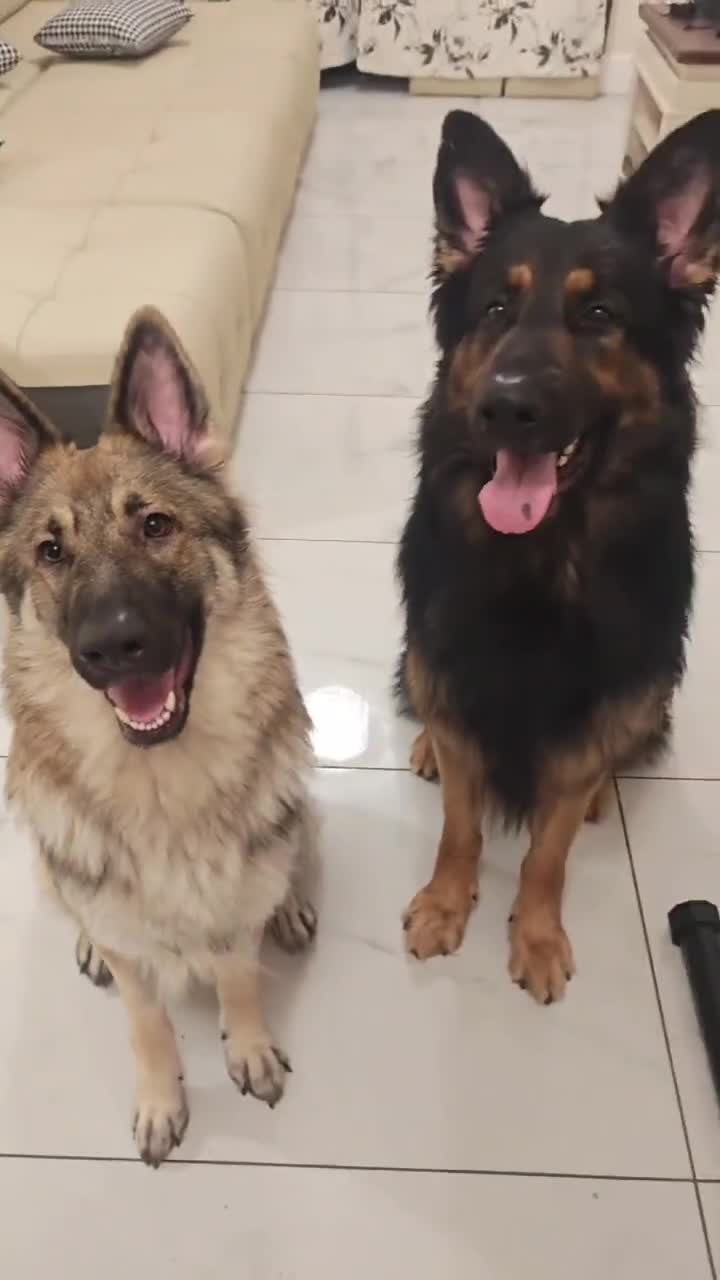 German Shepherd dogs for sale: 100% Purebred XL Long-Hair German Shepherd Puppies - Video 2