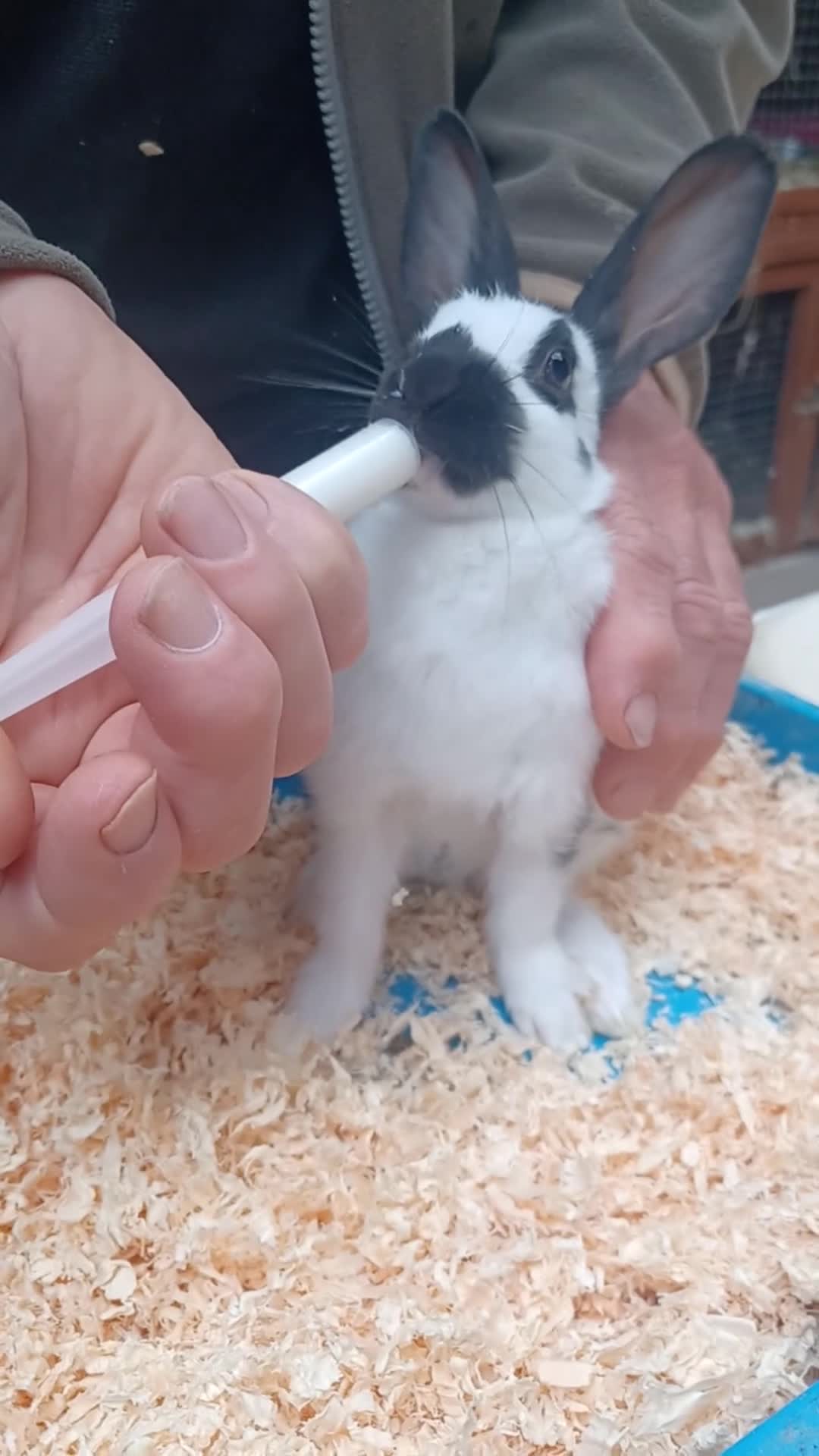 English rabbits for sale: Hand reared baby English rabbits - ready soon! - Video 4