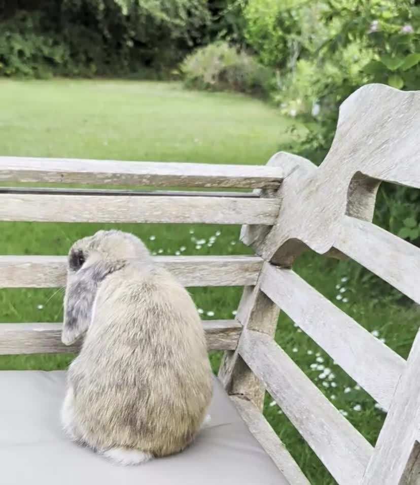 Mini Lop rabbits for sale: Beautiful Male Mini Lop *SOLD* - Video 1
