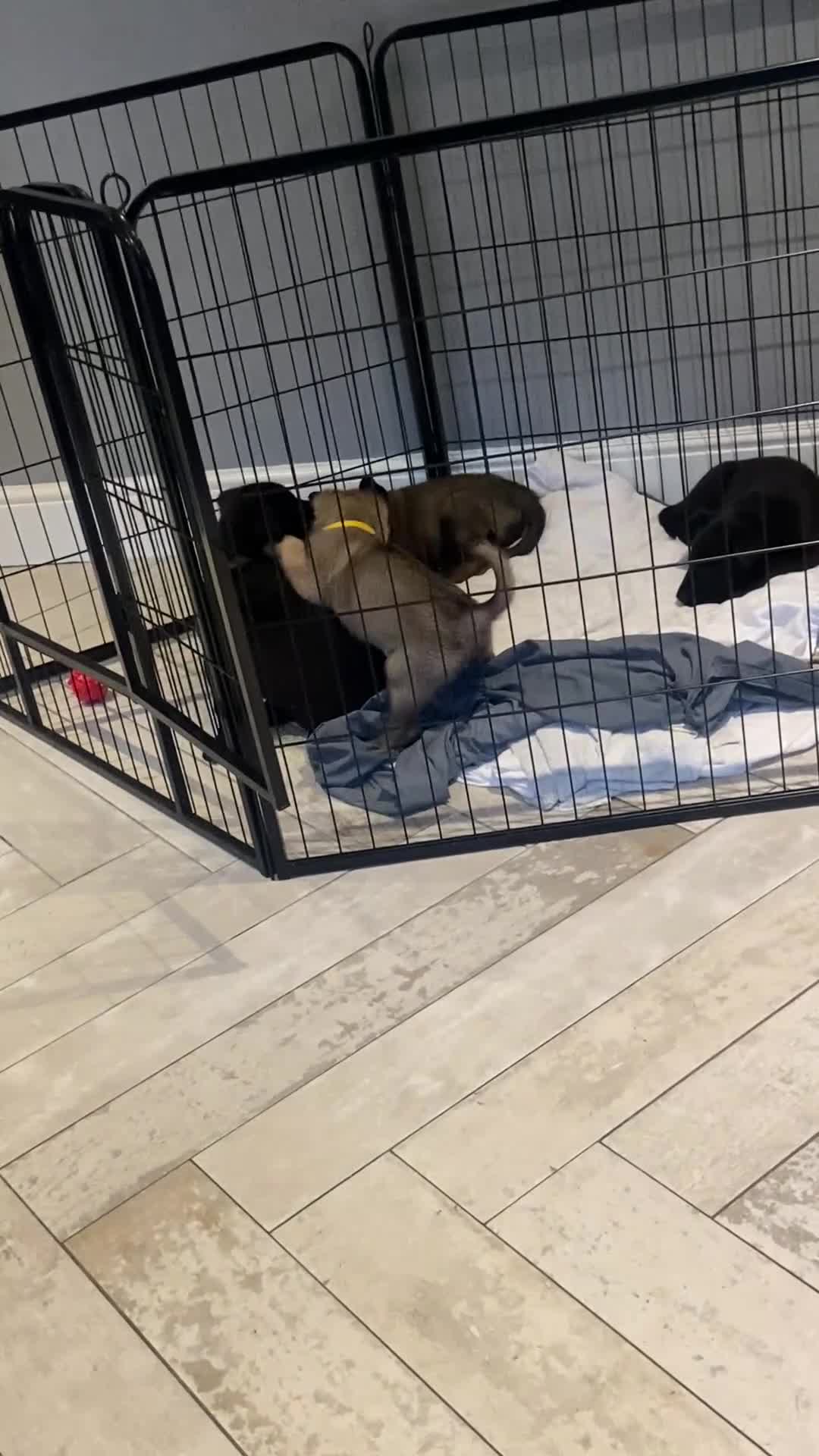 Belgian Shepherd Dog dogs for sale: Malinois x Dutch herder ready now to collect ! in Wingate - Video 4