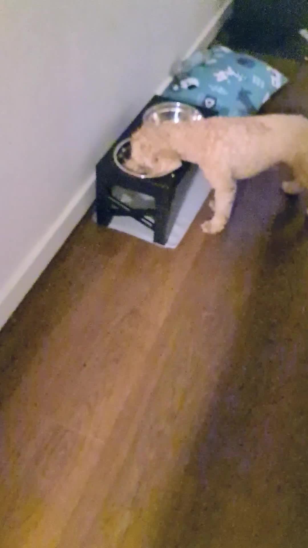 Miniature Poodle dogs for stud: Stud Pure Breed Miniature Poodle - Video 1