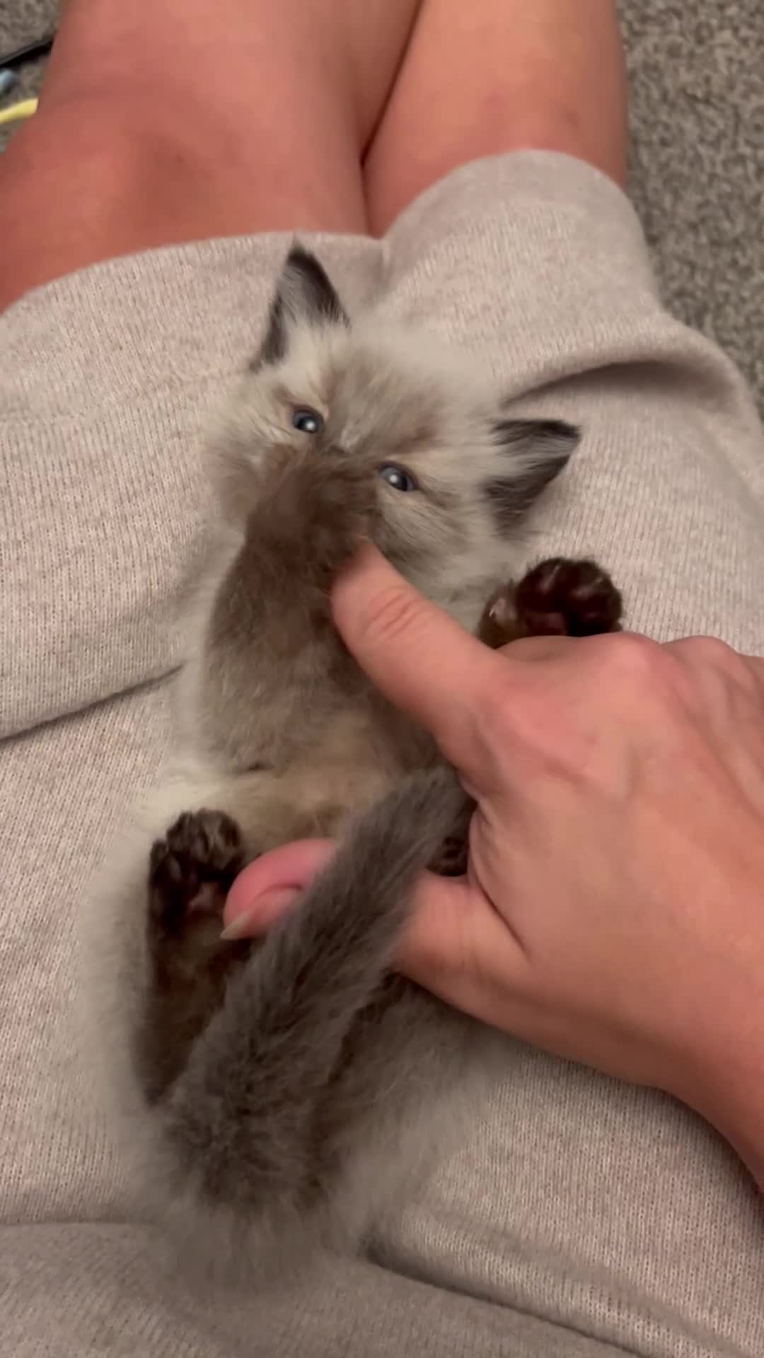 Ragdoll cats for sale: Stunning rare mink ragdoll kitten  - Video 1