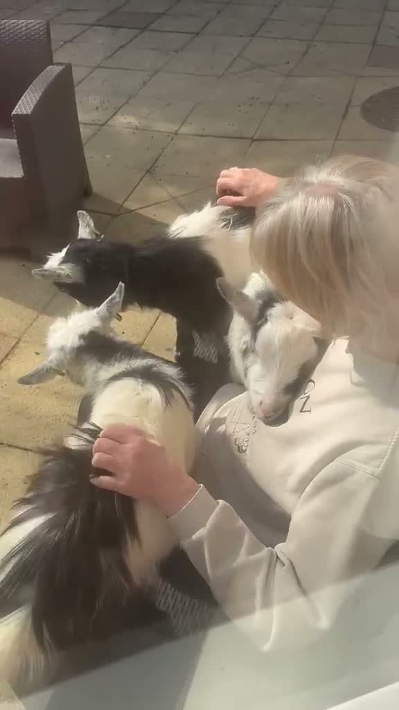 Goats livestock for sale: 3 disbudded Pygmy wethers for sale in Solihull - Video 1