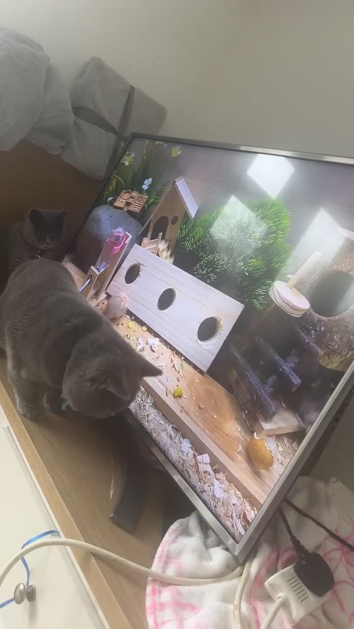 British Shorthair cats for stud: British short hair STUD duties only  in Hull - Video 1