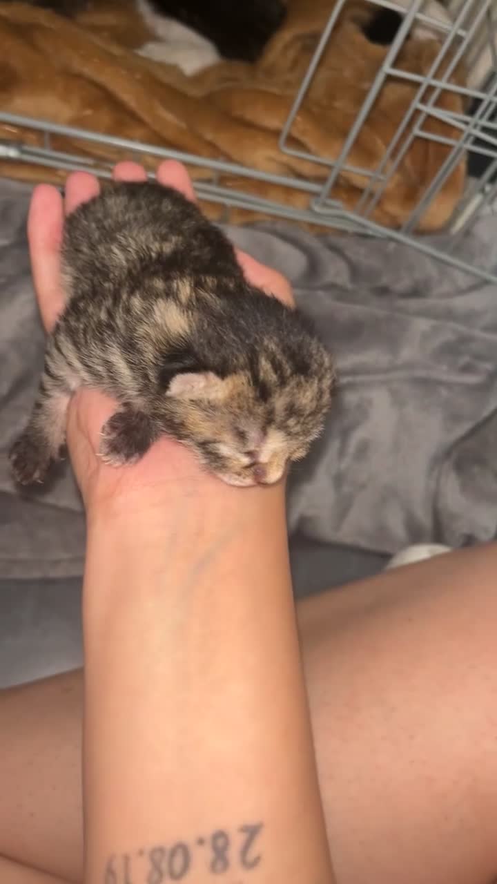 Mixed Breed cats for sale: 4 tabby kittens  in Leeds - Video 2