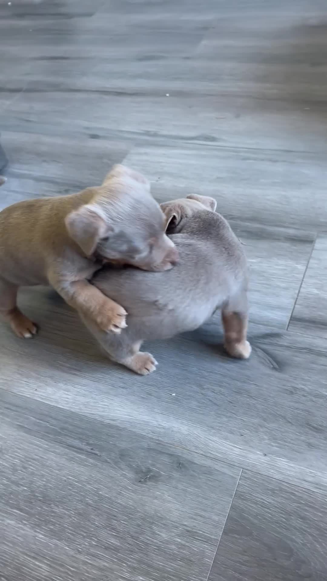 Jack Russell dogs for sale: Stunning lilac and tan jack Russell puppies  - Video 3