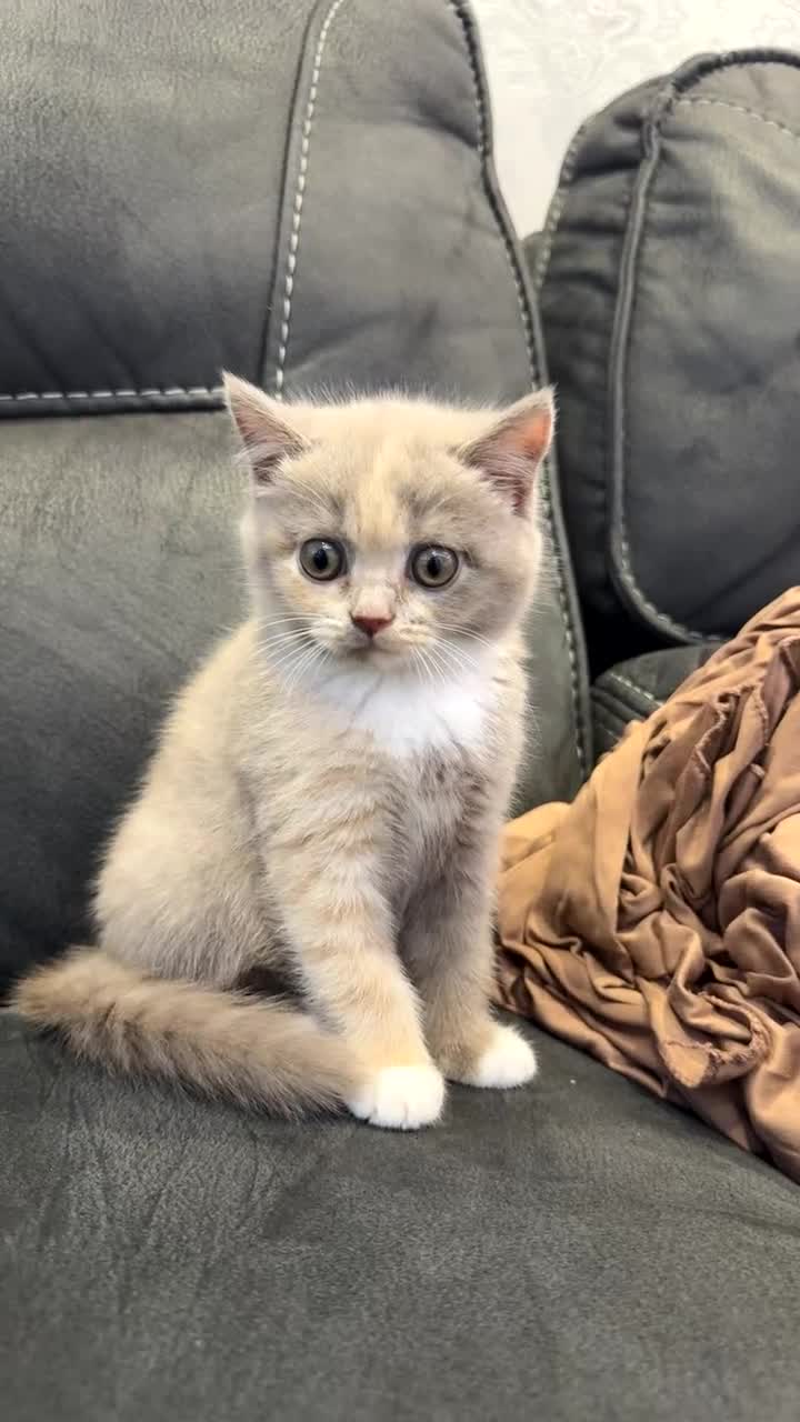 British Shorthair cats for sale: Adorable BSH Kittens Ready for Their Forever Homes - Video 3
