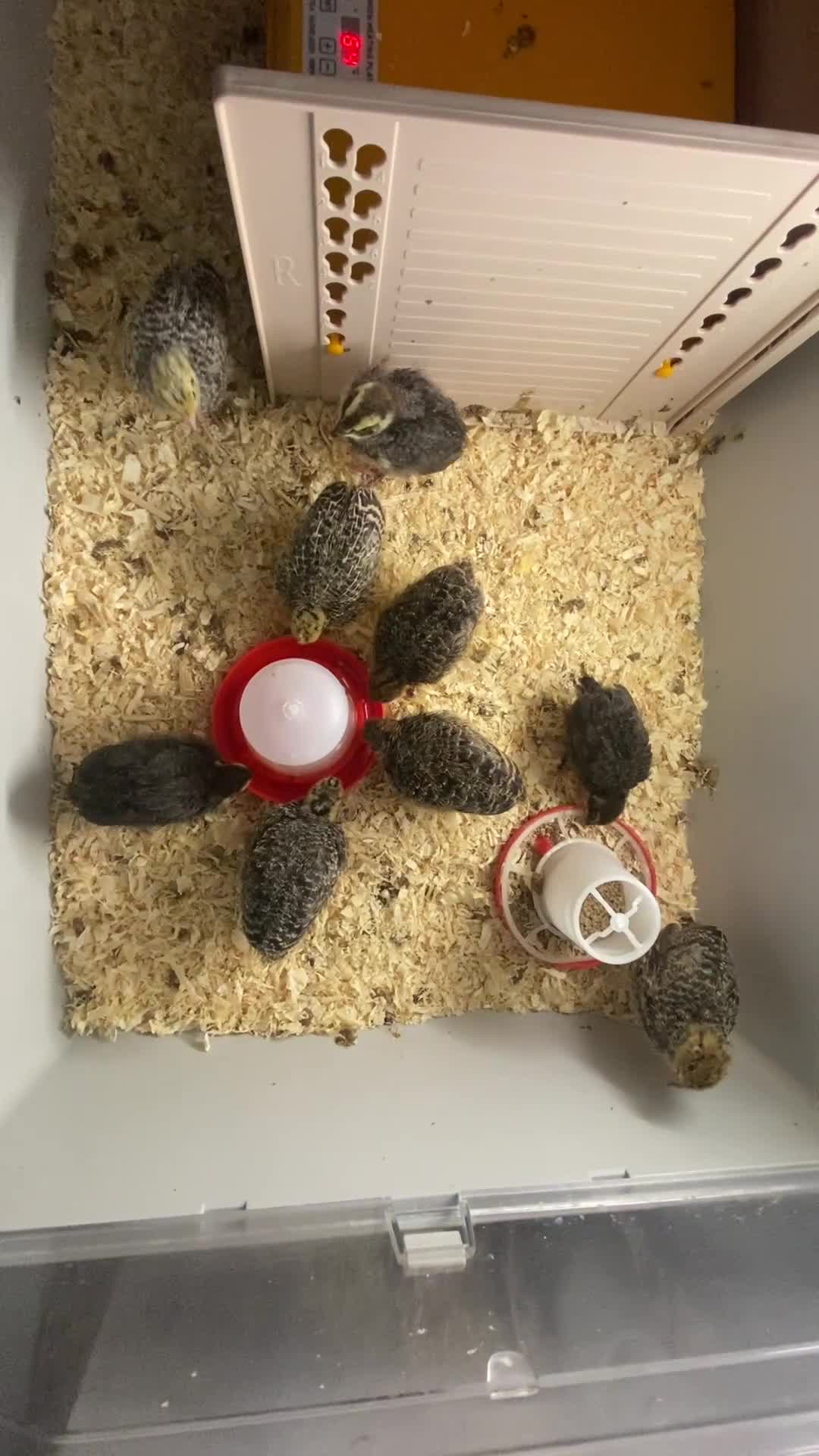 Quail poultry for sale: Mixed Coturnix Quails  in Bradford - Video 1