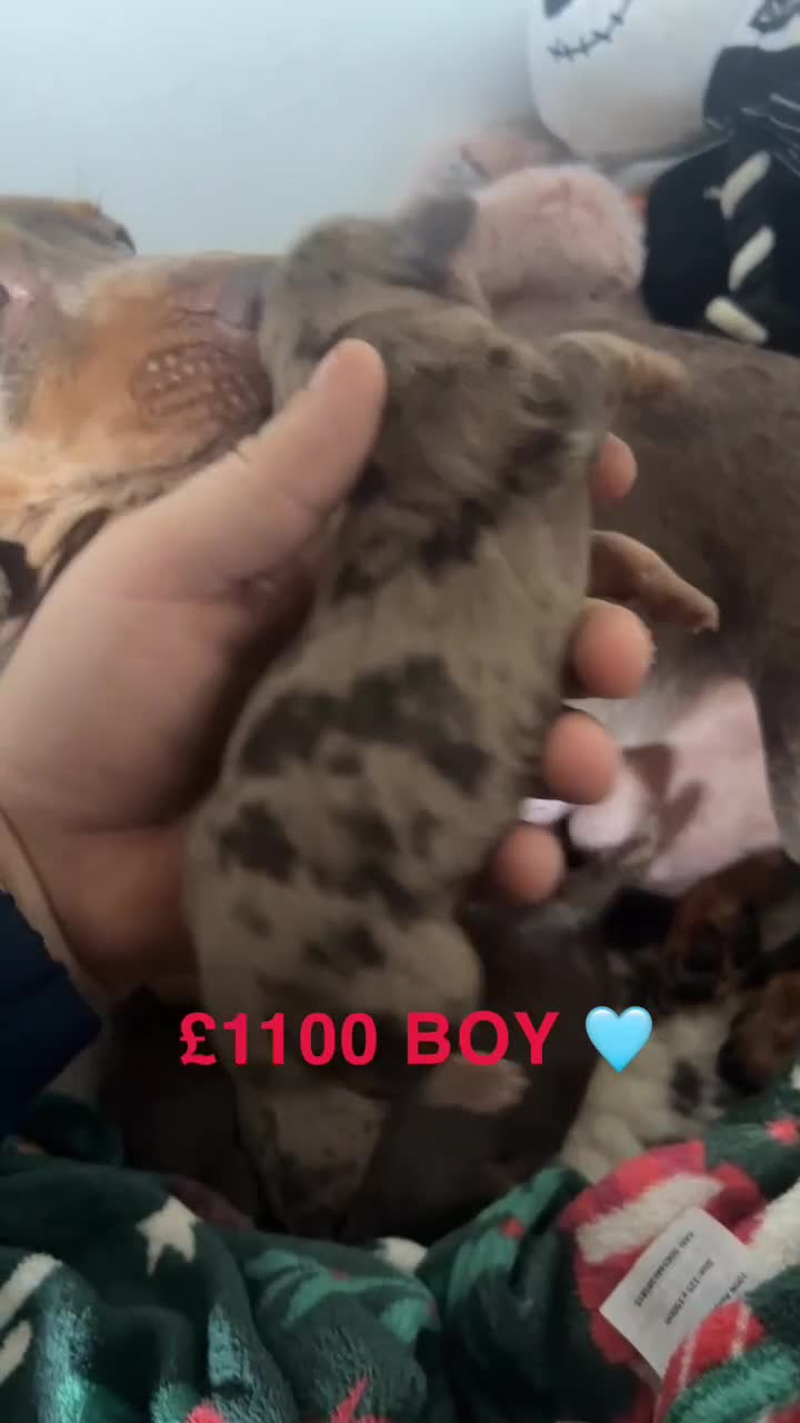 Miniature Dachshund dogs for sale: Dachshund puppies  - Video 2