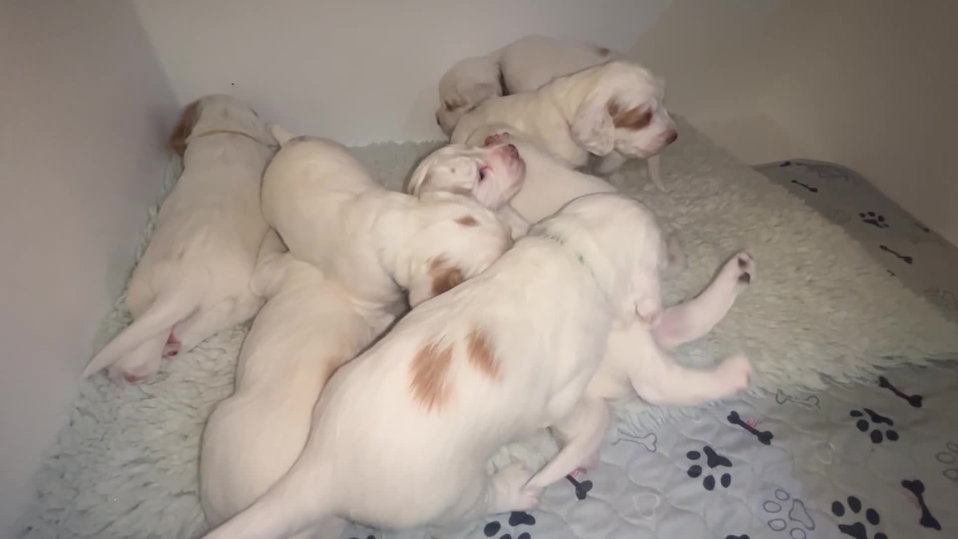 Cocker Spaniel dogs for sale: Cocker Spaniel Puppies - Video 1