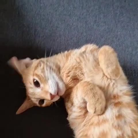 Mixed Breed cats for adoption: ARTHUR -6 M KITTEN CHEEKY MONKEY HIGH ENERGY  - Video 4
