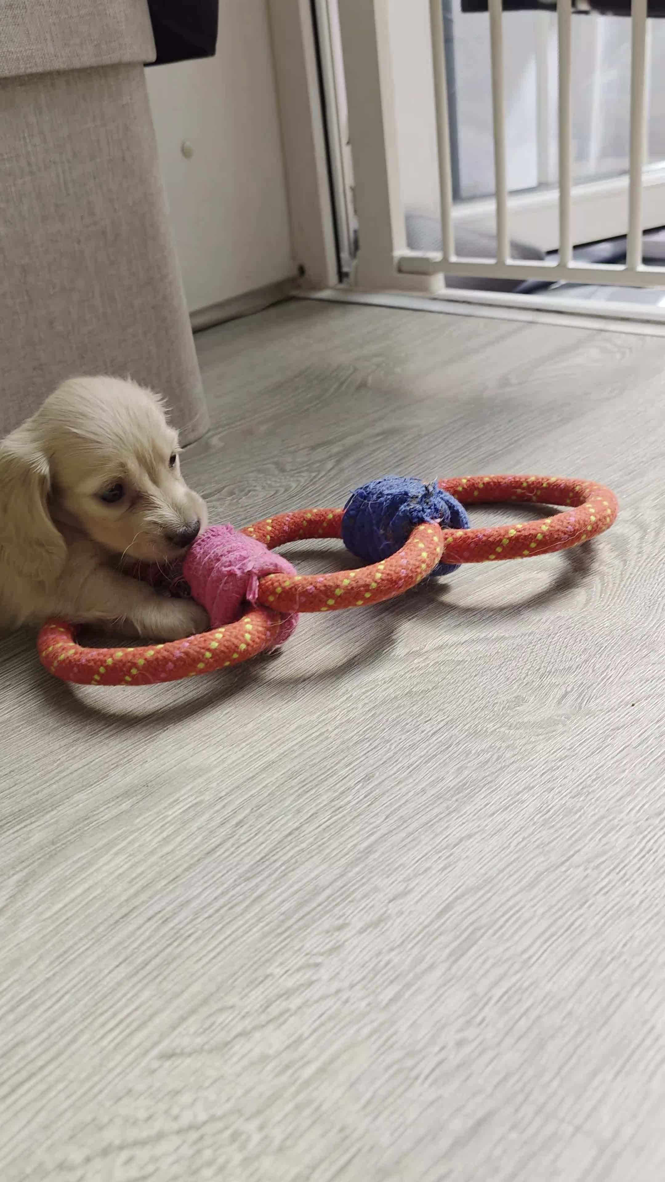 Miniature Dachshund dogs for sale: Long Haired miniature dachshund puppies - Video 1