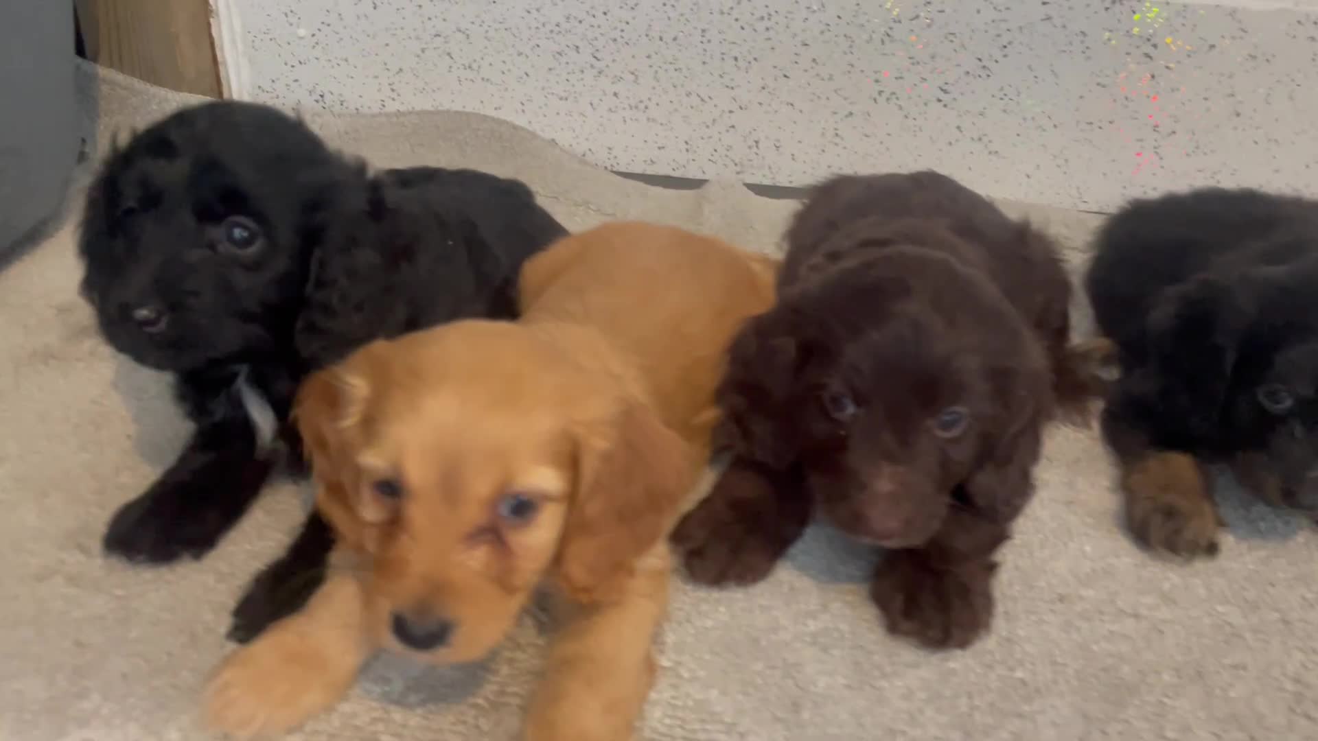 Cockapoo dogs for sale: F1 cockapoo - Video 1