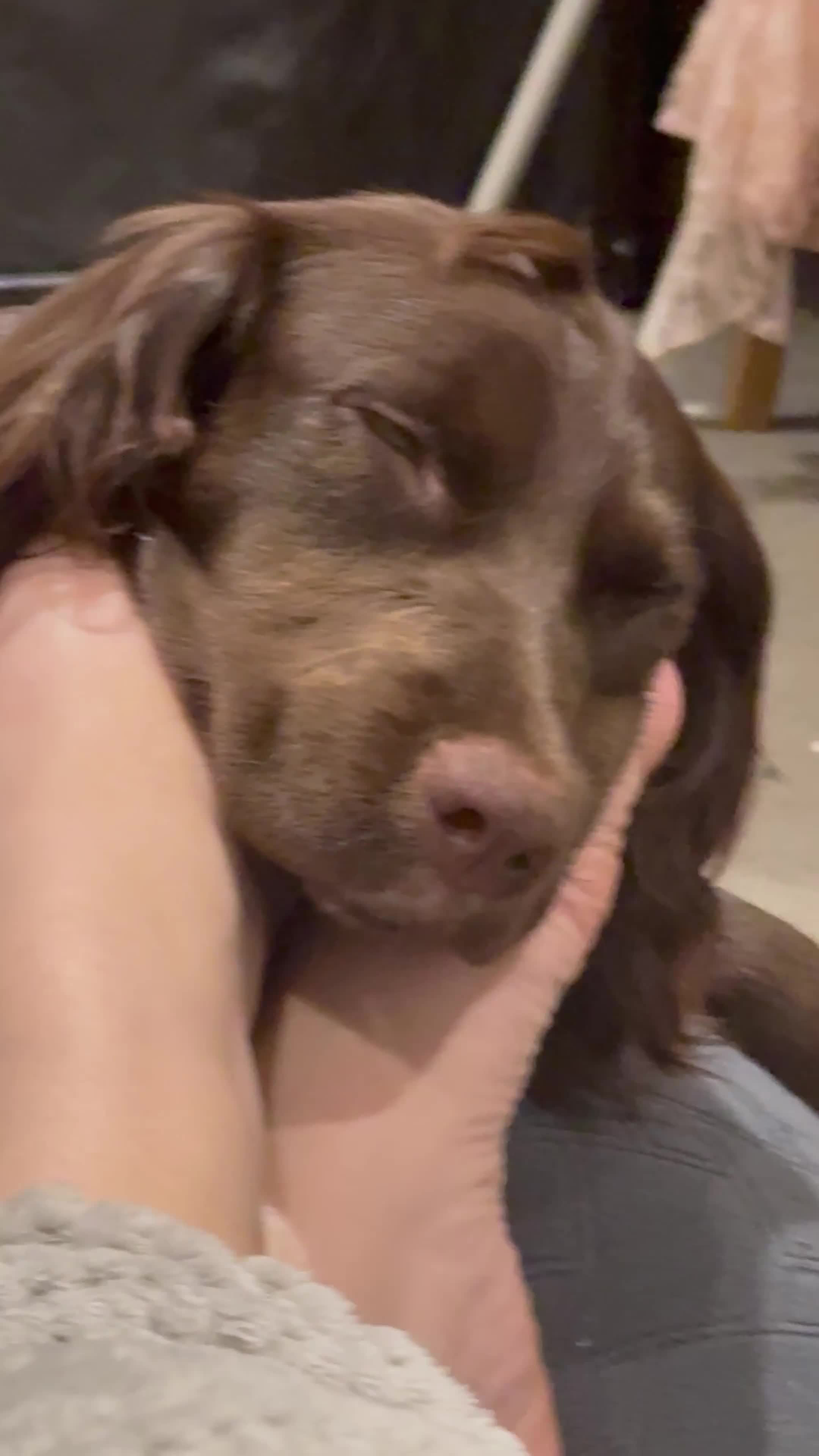 Cockapoo dogs for sale: Brother and sister in need of new home  in Addlestone - Video 1