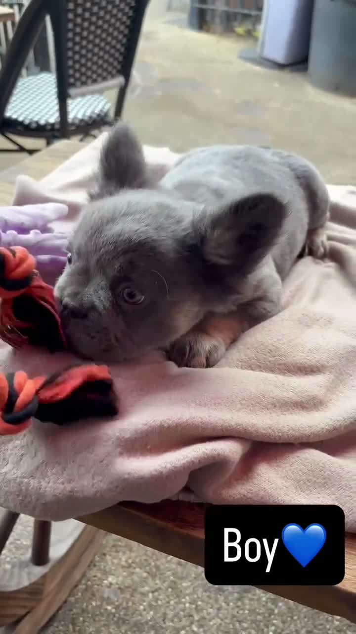French Bulldog dogs for sale: Ready to leave fluffy French bulldog pups🐾🐶 - Video 2
