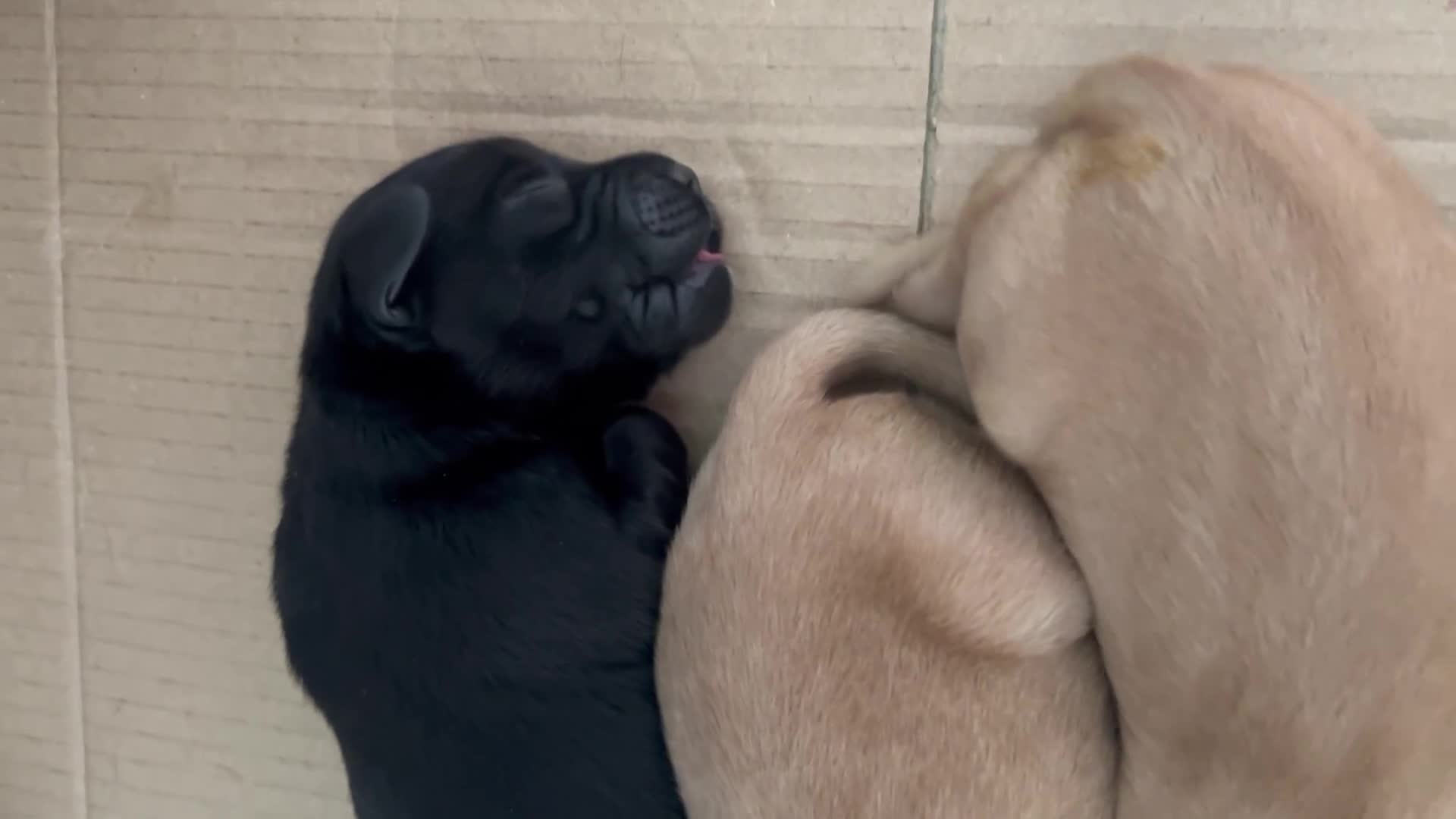 Springador dogs for sale: 3/4 Labrador (Springador x Labrador) Pups for Sale - Video 1