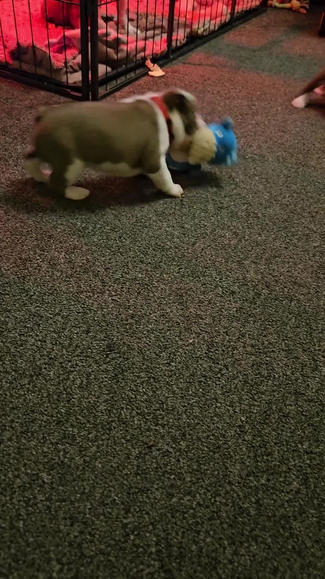 Mixed Breed dogs for sale: Frenchton Pups - Video 1