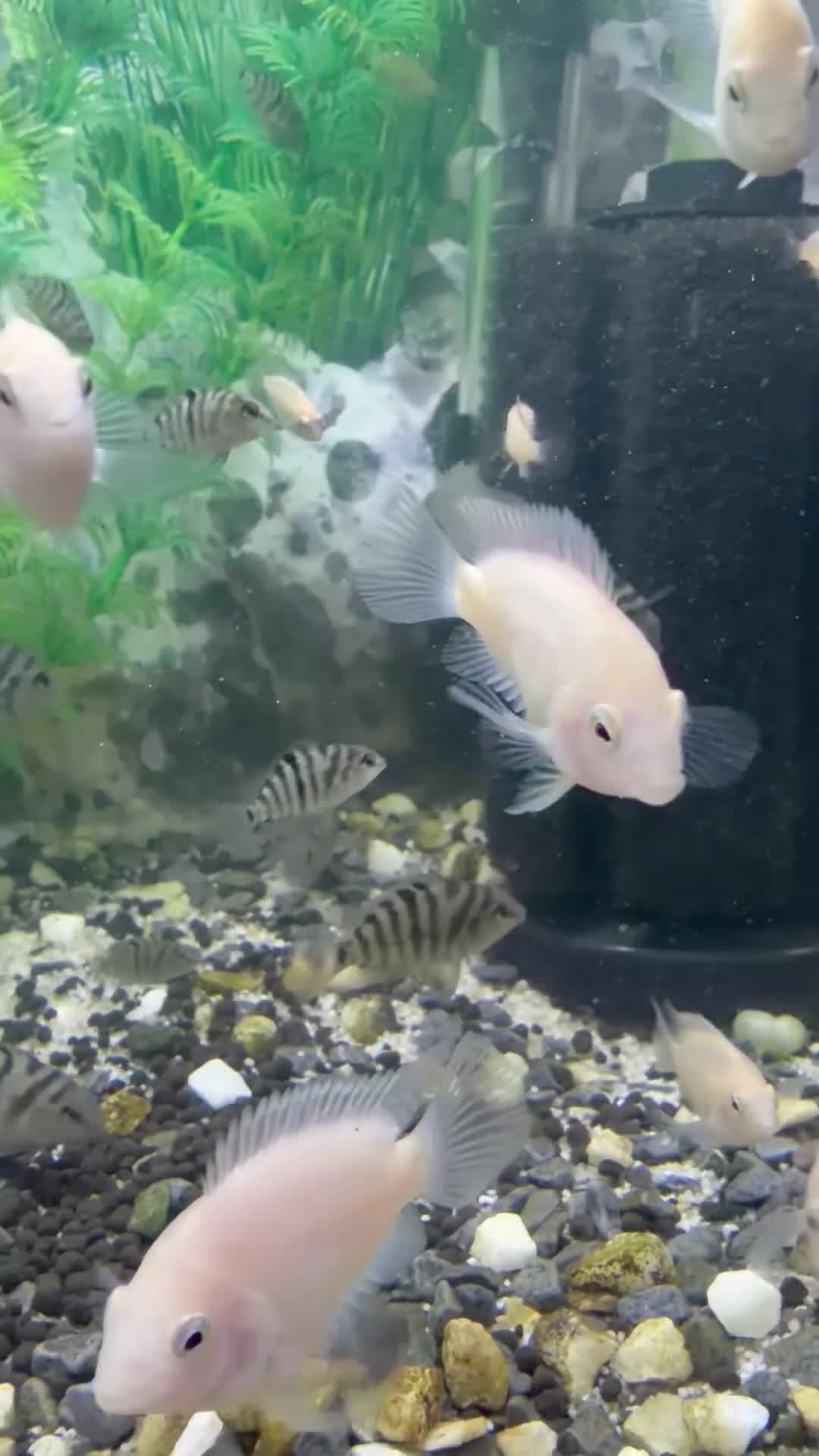 Cichlids fish for sale: Polar parrots - Video 1