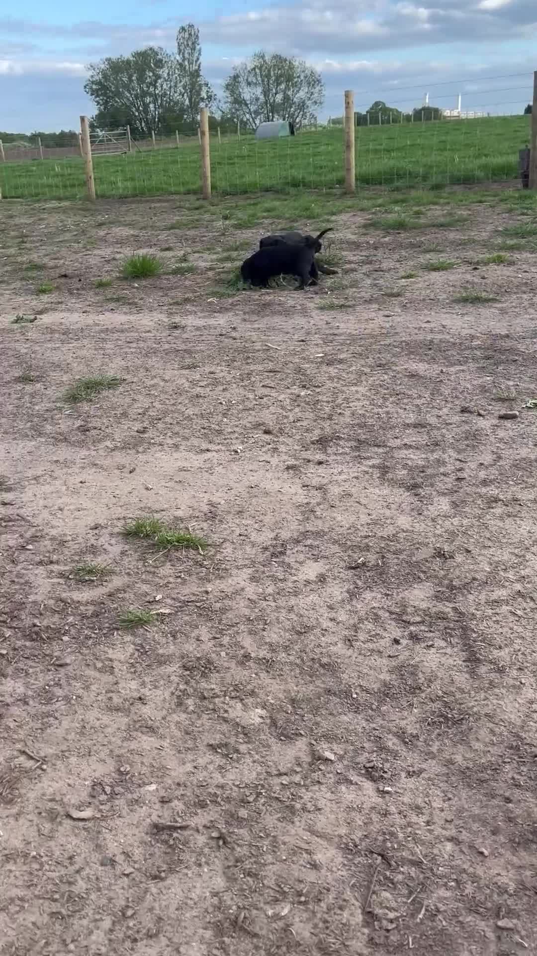Cockalier dogs for sale: Cockalier puppy  - Video 1