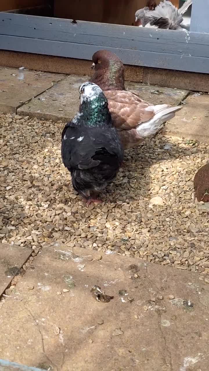 Pigeons birds for sale: 10 Pigeons for sale - Video 5