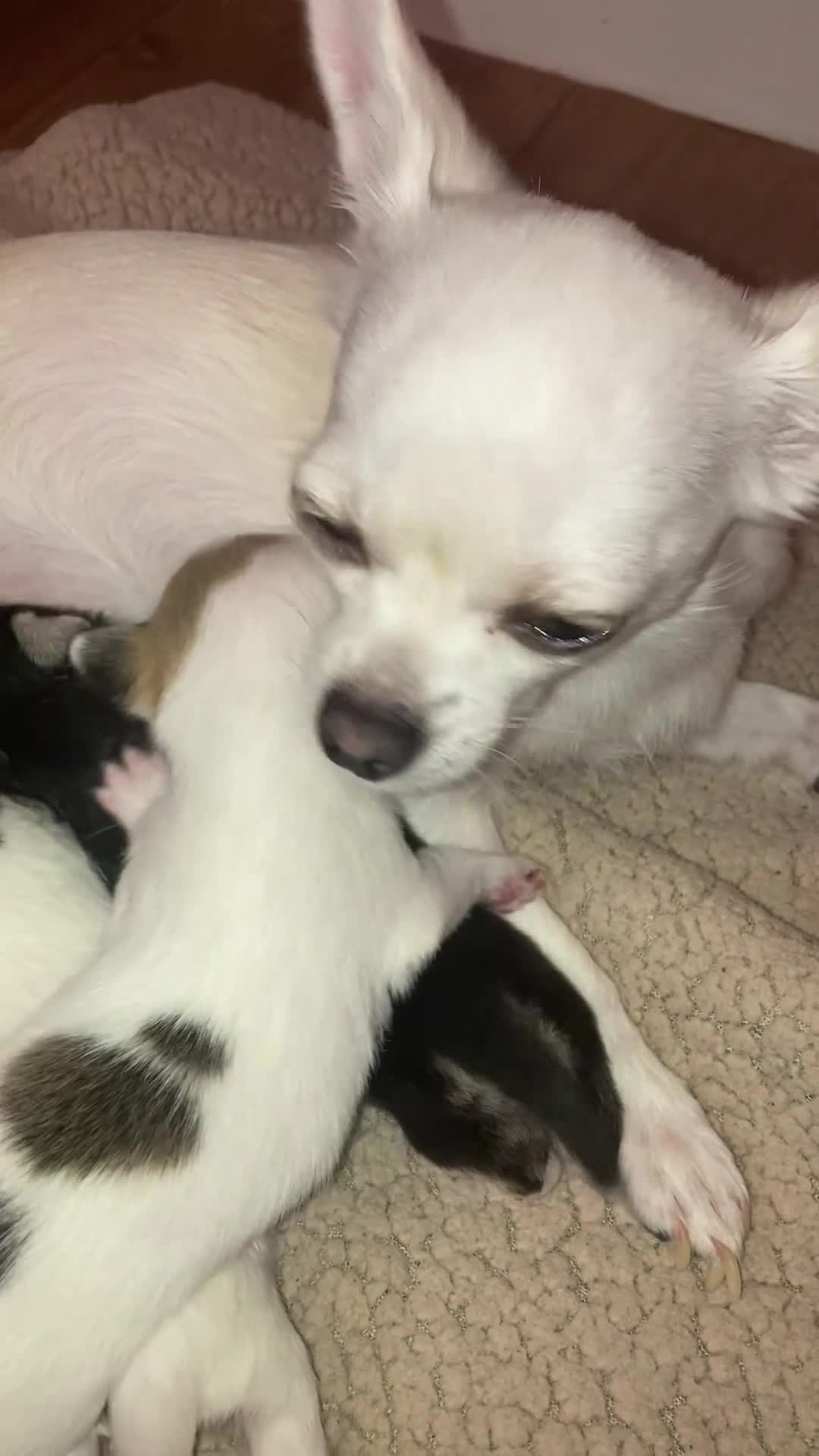 Chihuahua dogs for sale: Chiuhuah puppies  - Video 2
