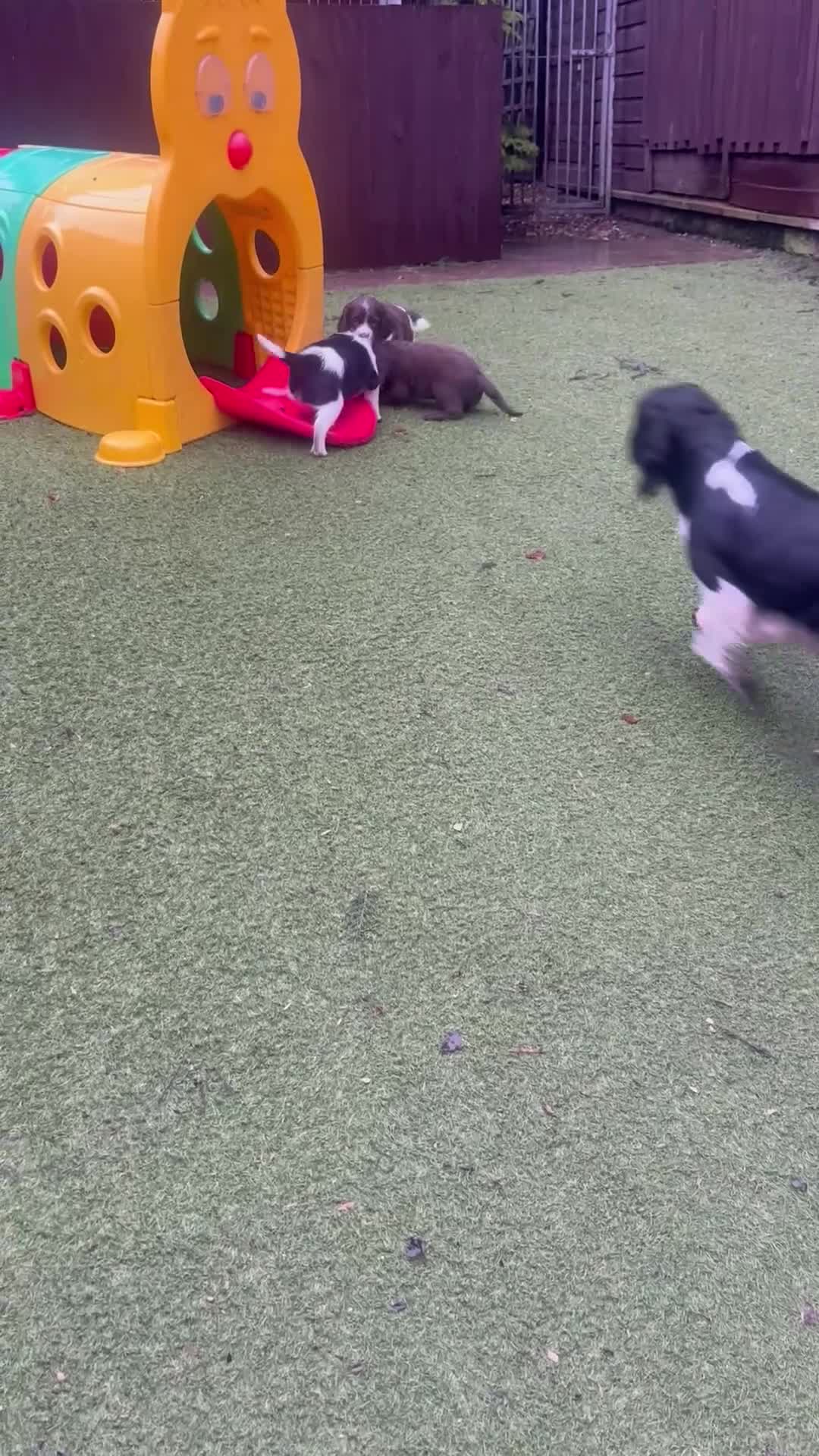 Sprocker dogs for sale: VET CHECKED HEALTHY AND READY TO LEAVE  - Video 2