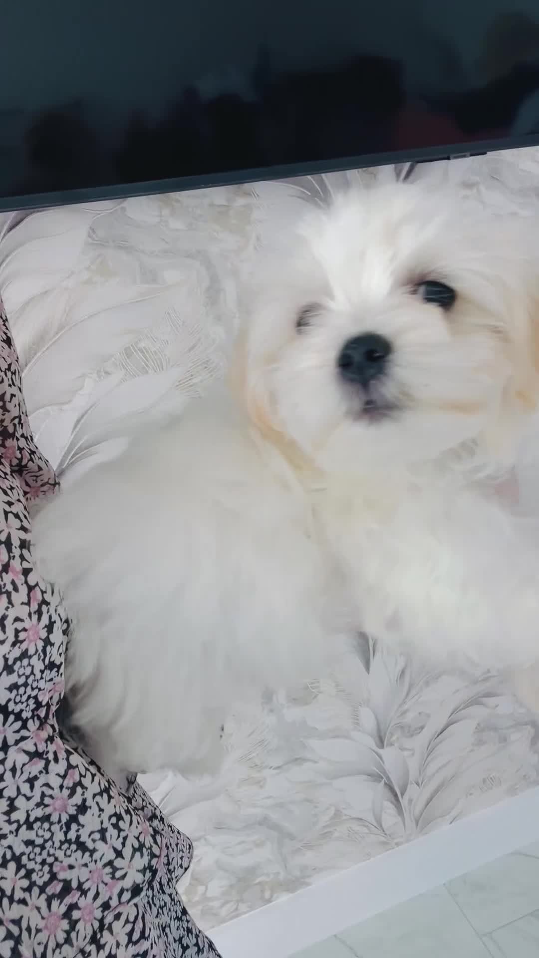 Maltese dogs for sale: Maltese-small size/hypoallergenic 3 boys-left! - Video 3