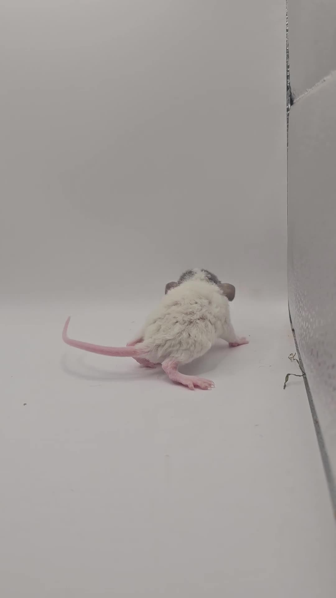 Rat rodents for sale: Baby Dumbo Rats ~ Rex & Double Rex - Video 2