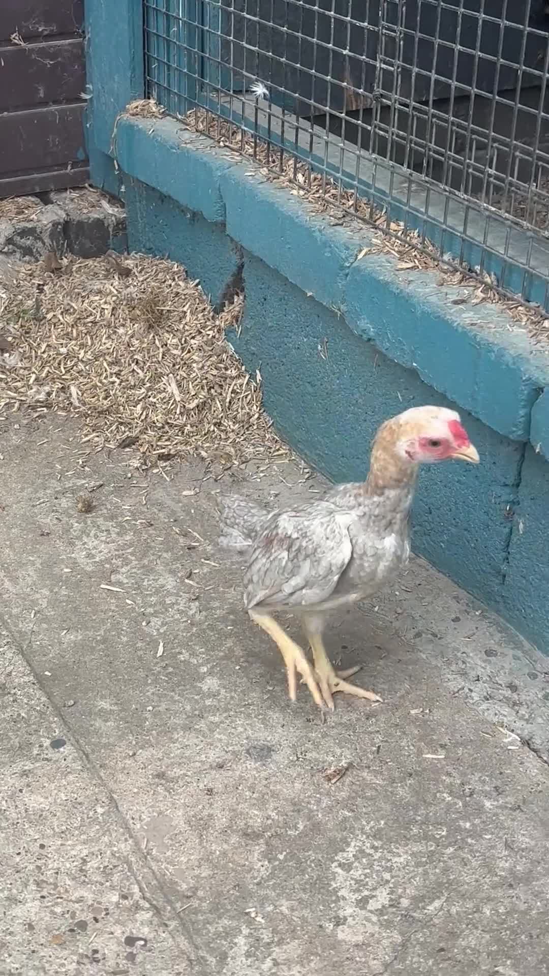 Canaries birds for sale: Ko shamo for sale  - Video 2