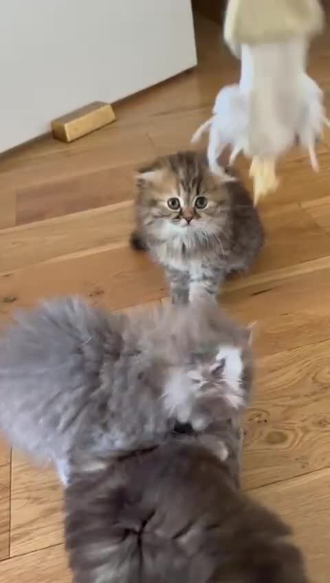 Scottish Fold cats for sale: Scottish Fold Long Hair Kittens/ 2 female 2 boy - Video 1