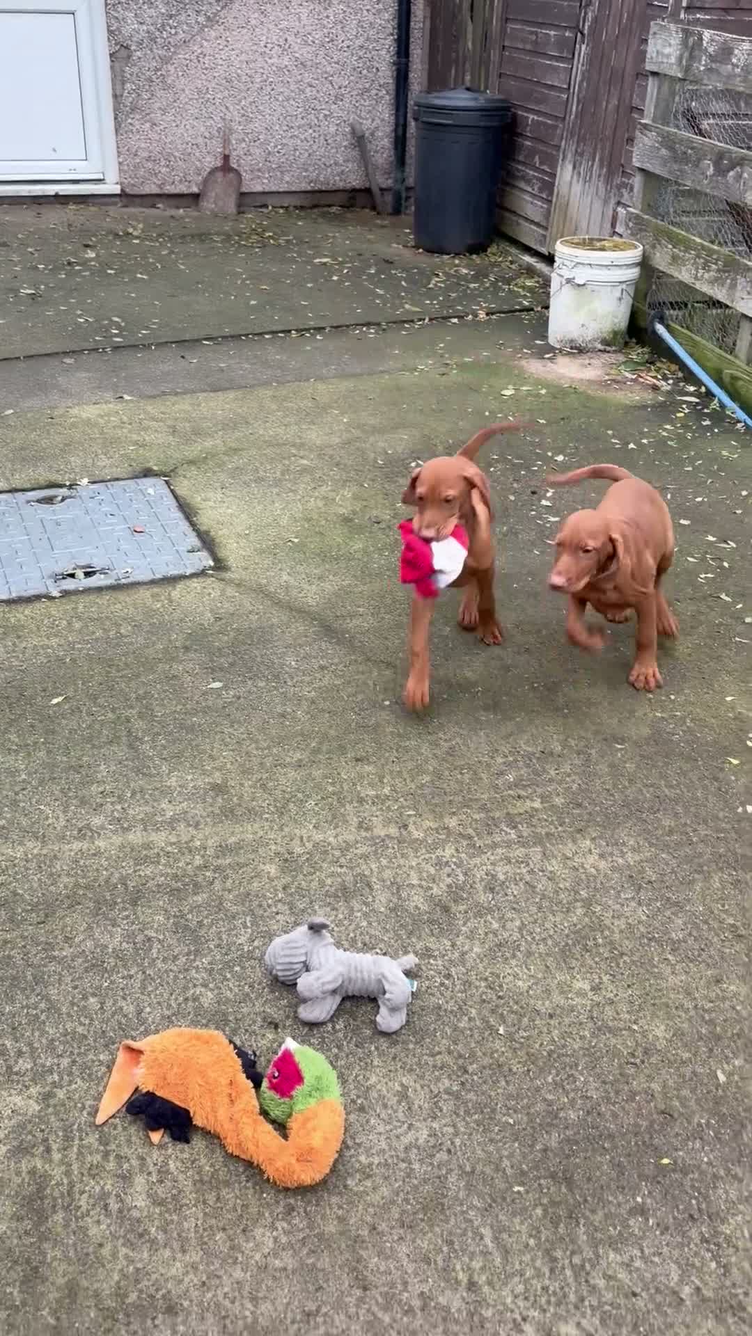 Hungarian Vizsla dogs for sale: Hungarian vizsla puppies for sale - Video 1