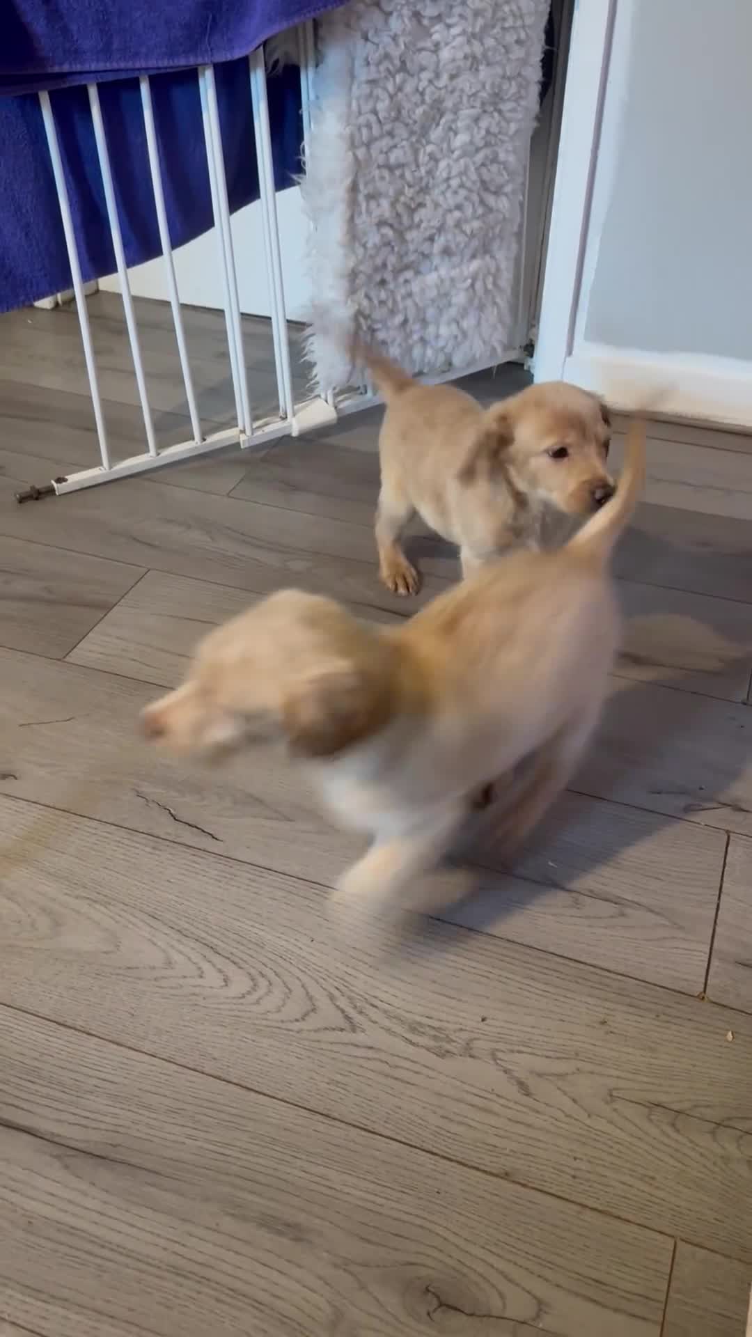 Labradoodle dogs for sale: Health tested f1 labradoodles in Cambridge - Video 1