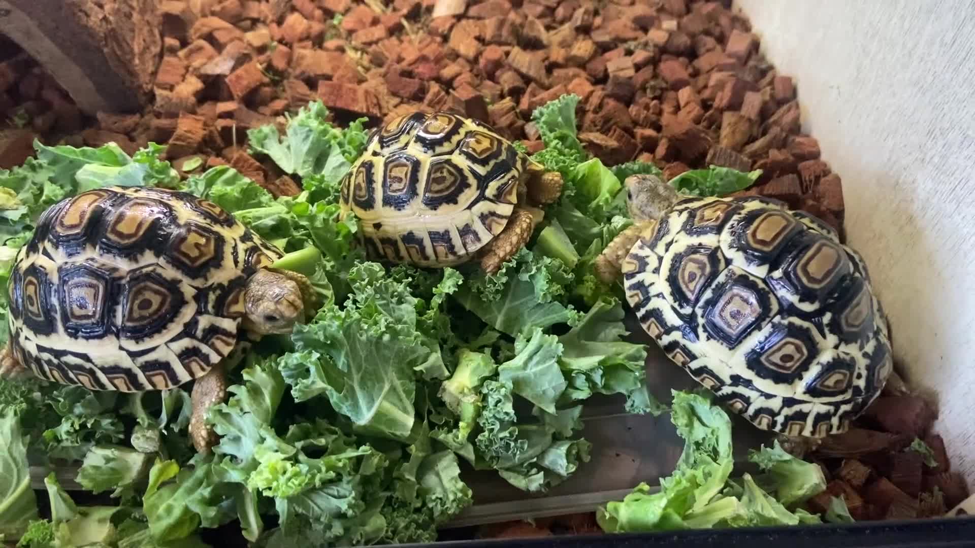 Tortoise reptiles for sale: Leopard tortoise Babies- Rare colour High  Whites - Video 1