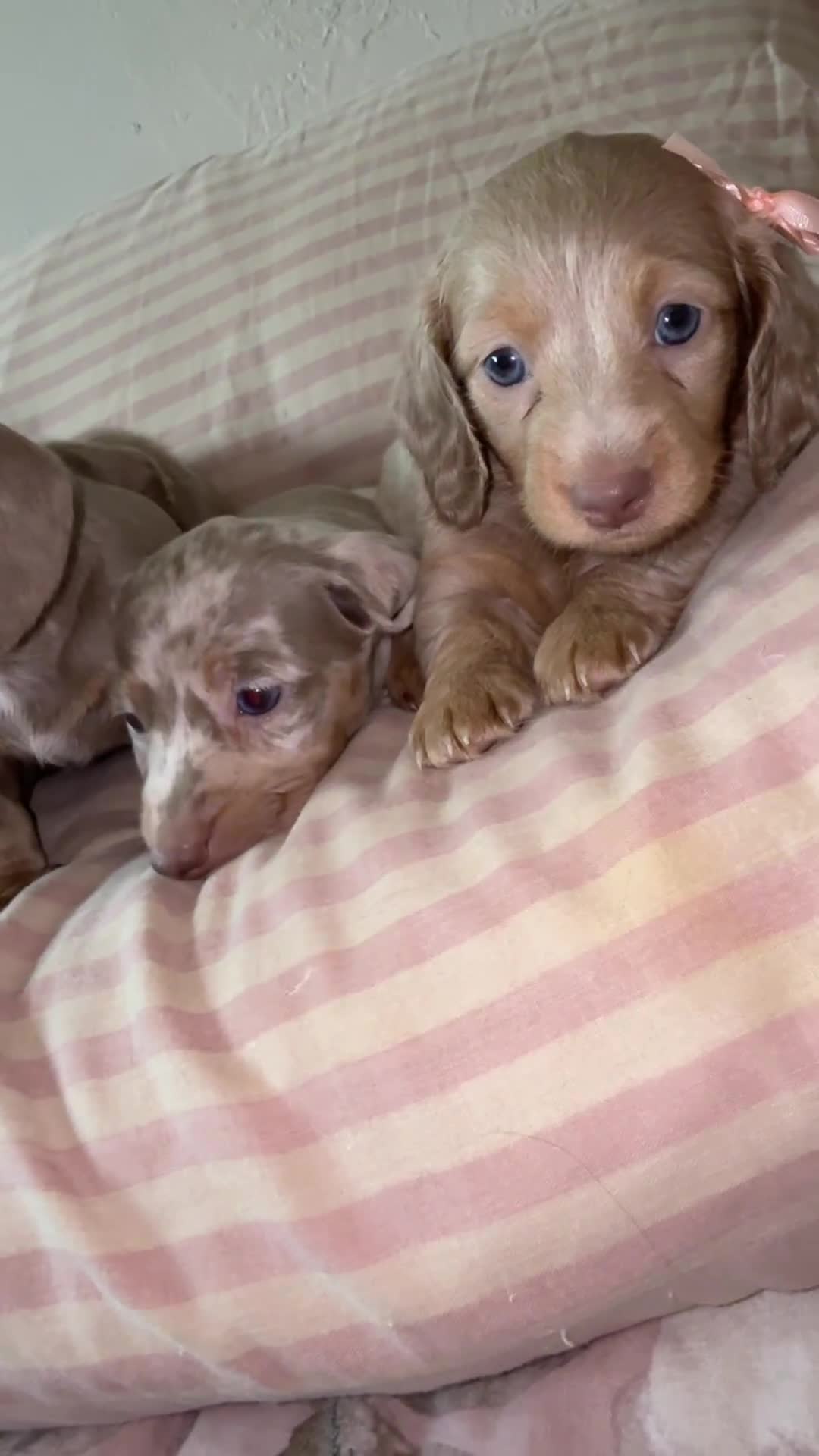 Miniature Dachshund dogs for sale: Miniature dachshund puppies  - Video 1